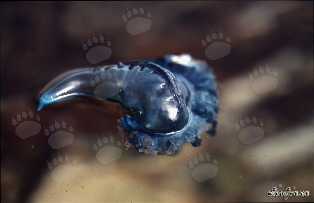 Galea portoghese con vescica gassosa bluastra nell'oceano Atlantico meridionale