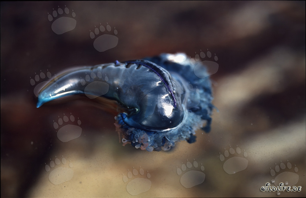 Galère portugaise avec bulle de gaz bleutée dans le sud de l'Atlantique