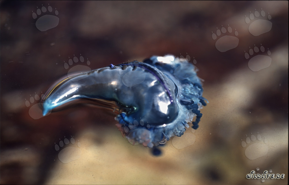 Fascinating Blue Bottle (Physalia utriculus) in Gansbaai, Western Cape, South Africa