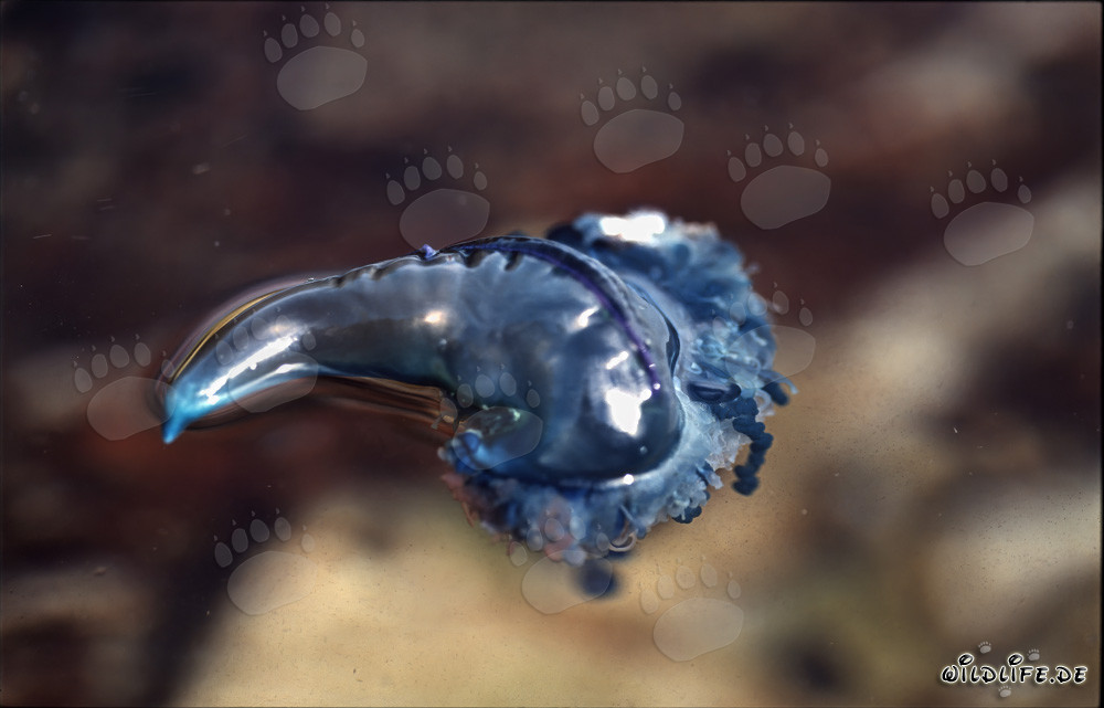 Fascinante Carabela portuguesa en Gansbaai, Western Cape, Sudáfrica