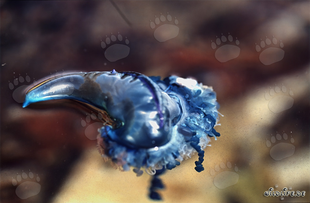 Fascinating Portuguese Man-of-War against picturesque backdrop