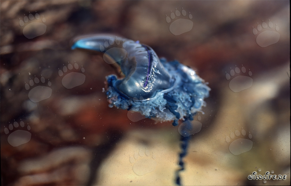 Menacing Portuguese Man-of-War against picturesque backdrop