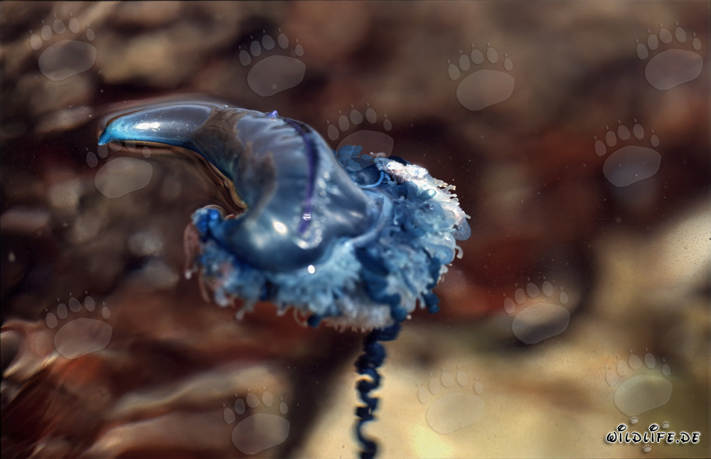 Fascinante Carabela portuguesa en el profundo océano azul