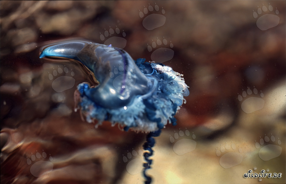Fascinante Physalie utriculus dans l'océan bleu profond