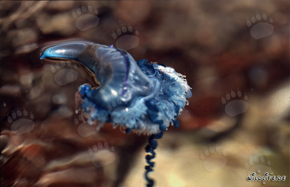 Fascinating Portuguese Man-of-War in the Deep Blue Ocean