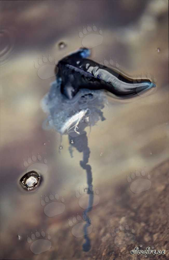 Fascinating Blue Bottle Jellyfish on the Prowl for Prey
