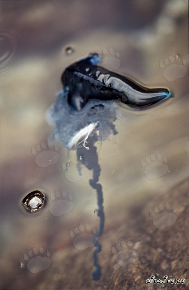 Affascinante Fisalia utriculus in caccia