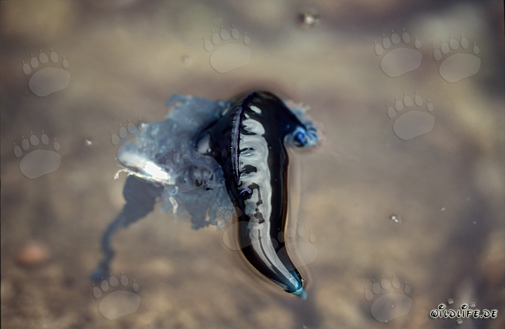 Fascinating Blue Bottle: A Complex Structure in the Ocean