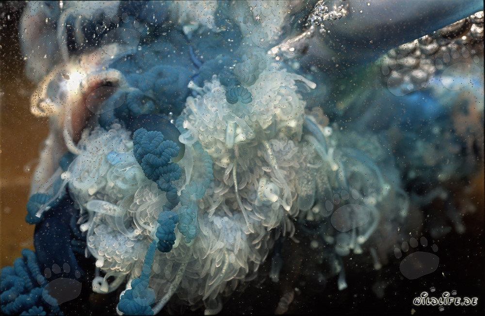 Fascinating Blue Bottle Underwater