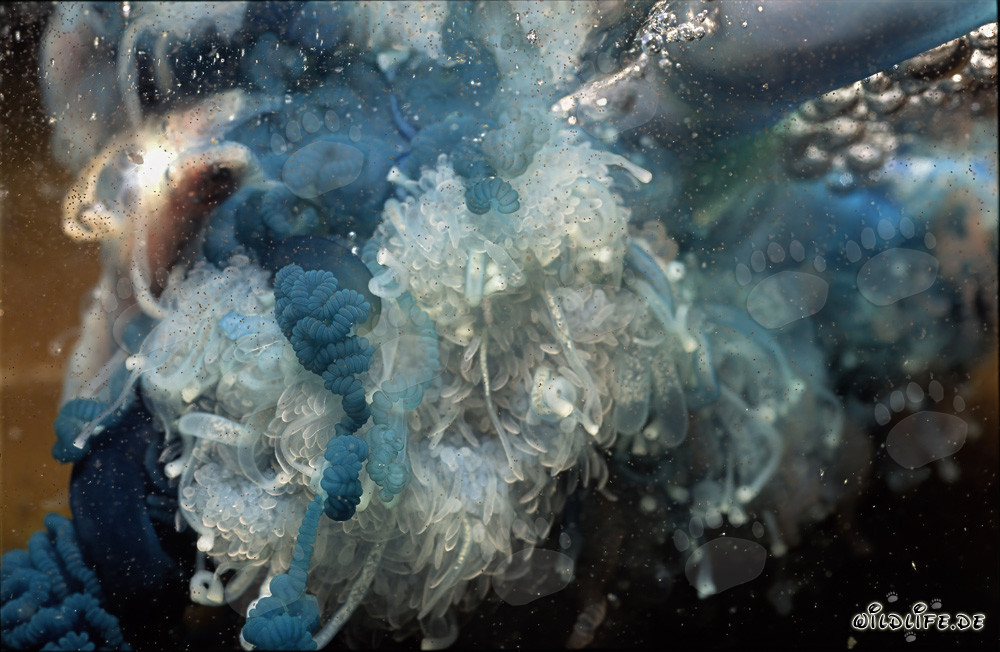 Fascinante Physalie sous l'eau