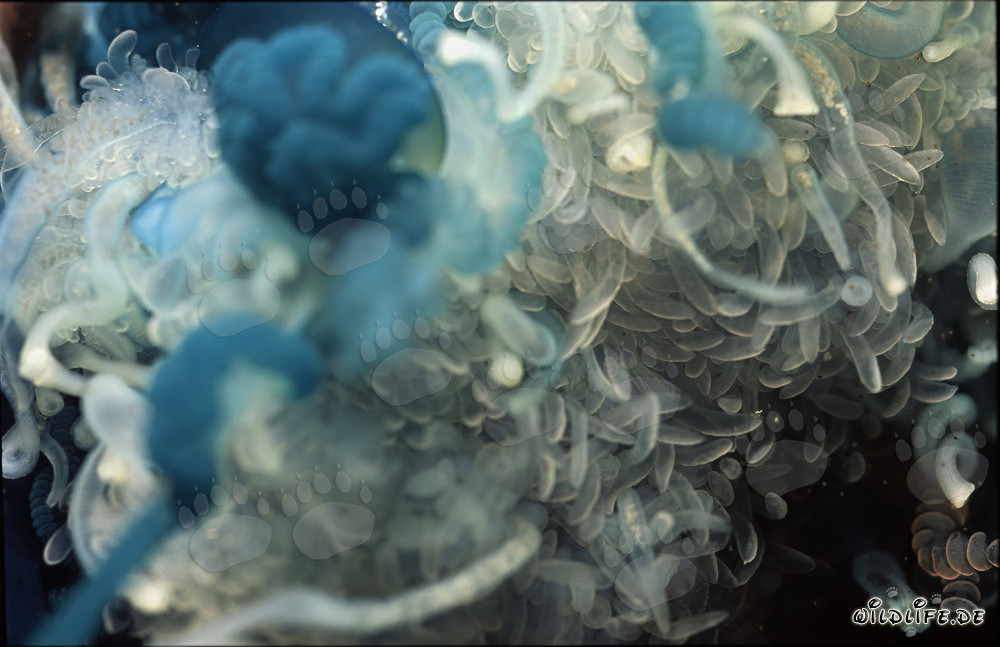 La dangereuse Physalie - Beauté avec poison mortel