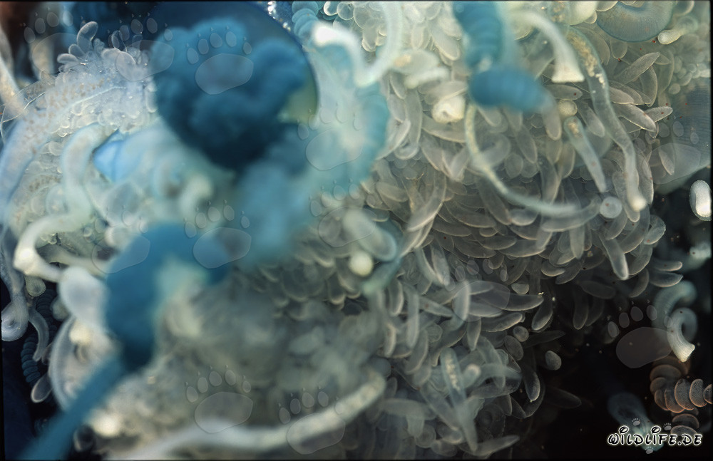 Die gefährliche Portugiesische Galeere - Schönheit mit tödlichem Gift