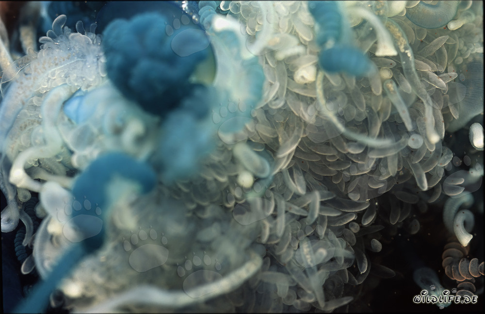 The Dangerous Portuguese Man o' War - Beauty with Deadly Poison