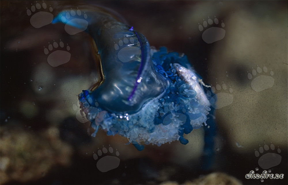 La fascinante Carabela Portuguesa - una obra maestra colorida de la naturaleza