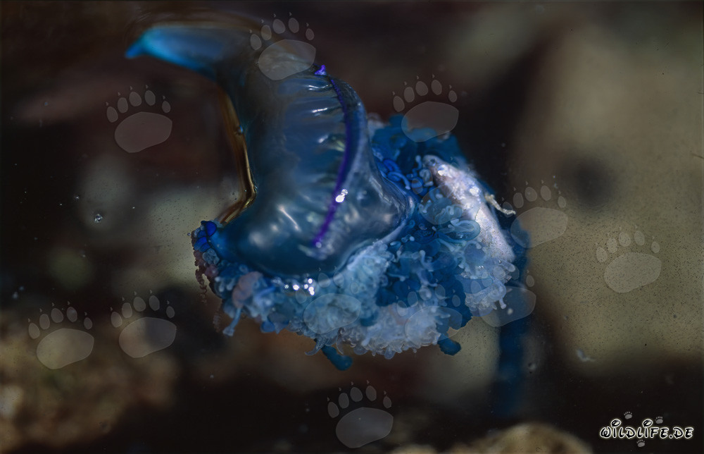 La affascinante Caravella Portoghese - un capolavoro colorato della natura