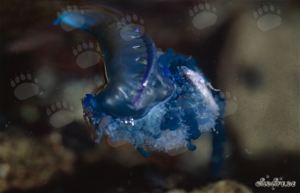 La fascinante Physalie - un chef-d'œuvre coloré de la nature