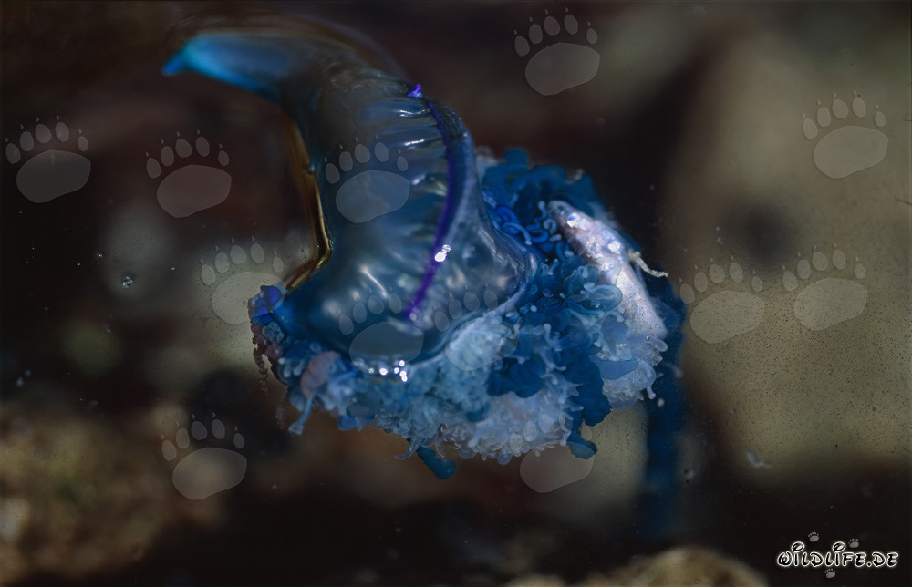 The fascinating Portuguese Man-of-War - a colorful masterpiece of nature