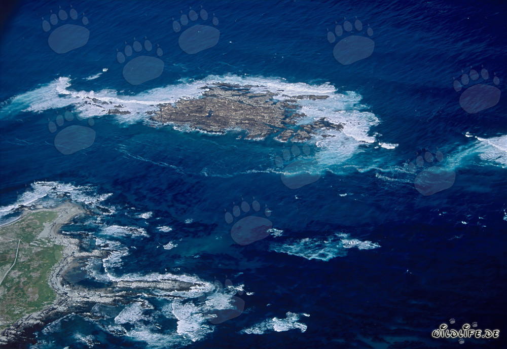 Aerial view of Geyser Rock, Shark Alley and Dyer Island