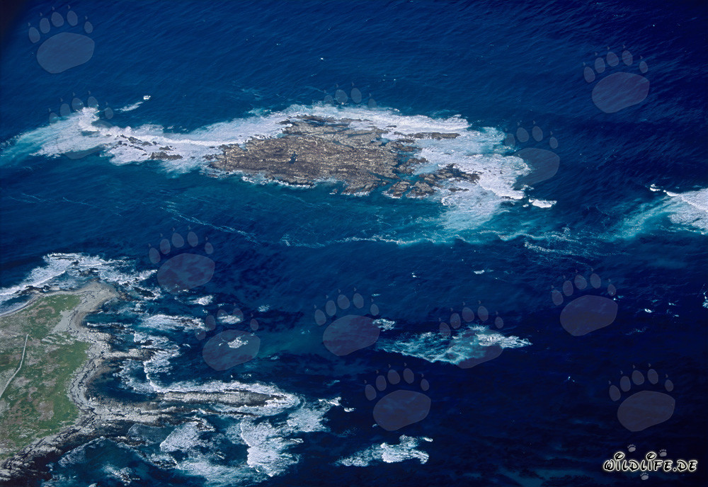 Scatto aereo di Dyer Island, Shark Alley e Geyser Rock