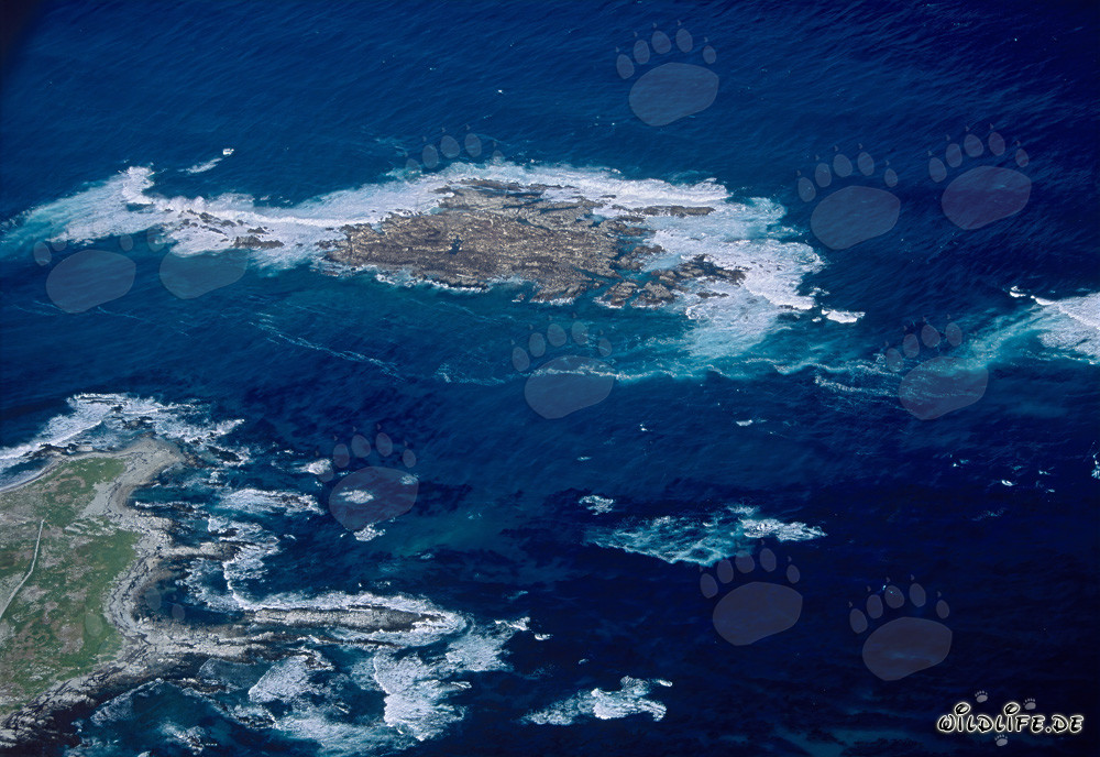 Dyer Island, Shark Alley und Geyser Rock Luftaufnahme