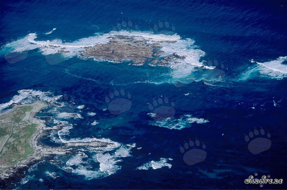 Vue aérienne de l'île Dyer, de Shark Alley et de Geyser Rock en Afrique du Sud