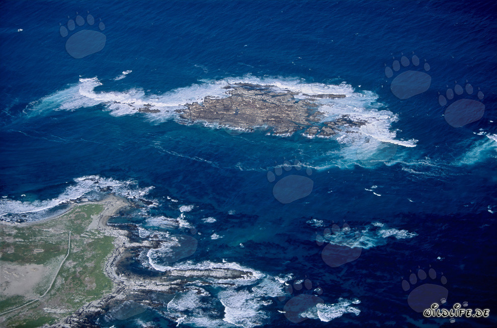 Aerial View of Dyer Island, Shark Alley, and Geyser Rock in South Africa