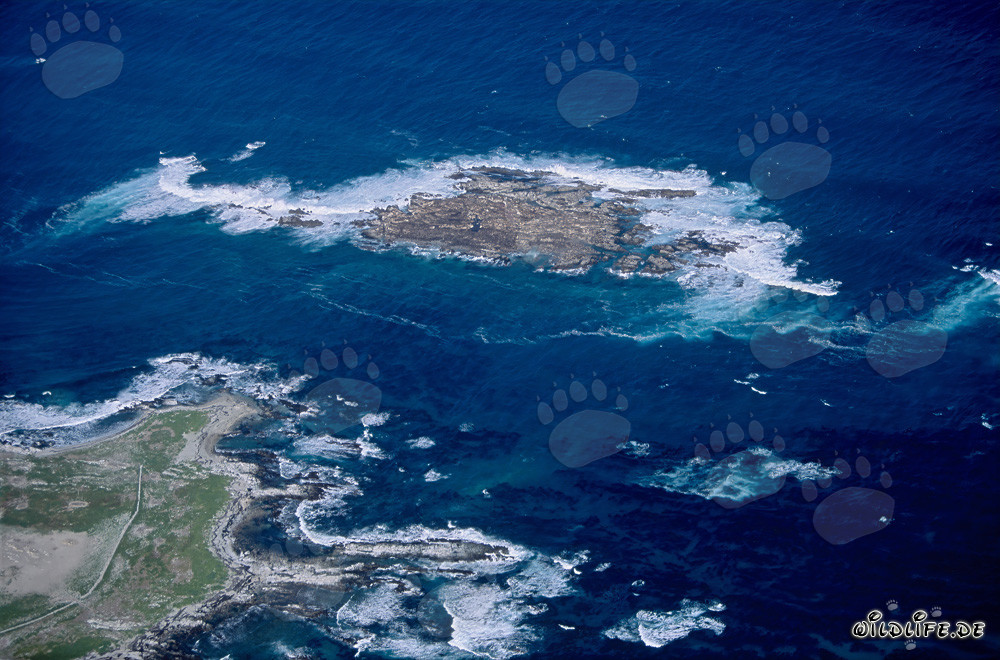 Luftbild von Dyer Island, Shark Alley und Geyser Rock in Südafrika