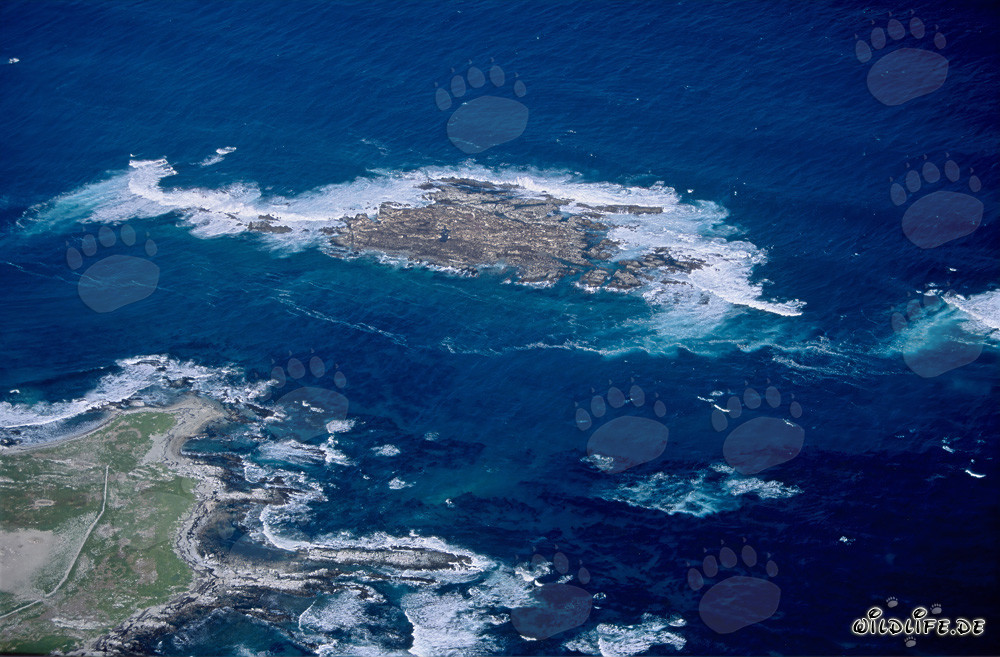 Luftaufnahme von Dyer Island, Shark Alley und Geyser Rock in Südafrika