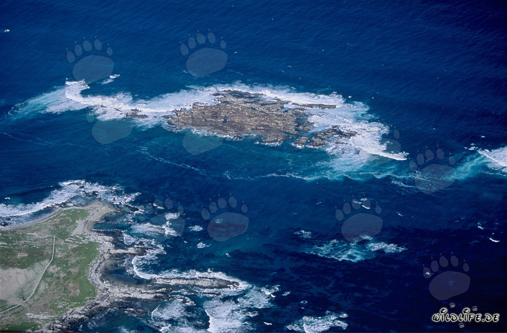 Veduta aerea dell'Isola Dyer, Shark Alley e Geyser Rock in Sudafrica