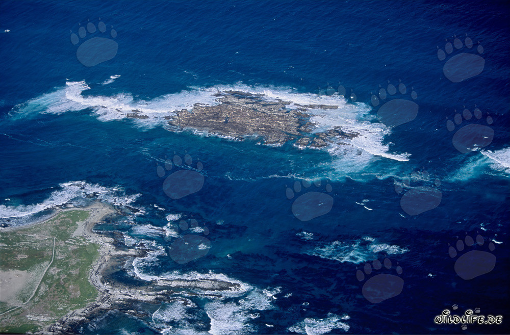 Vue aérienne de l'île Dyer, de Shark Alley et de Geyser Rock en Afrique du Sud