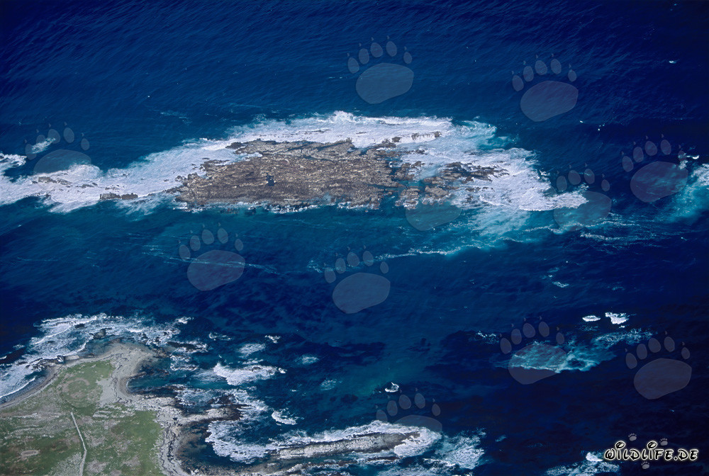 Aerial view of Dyer Island, Shark Alley, and Geyser Rock in South Africa