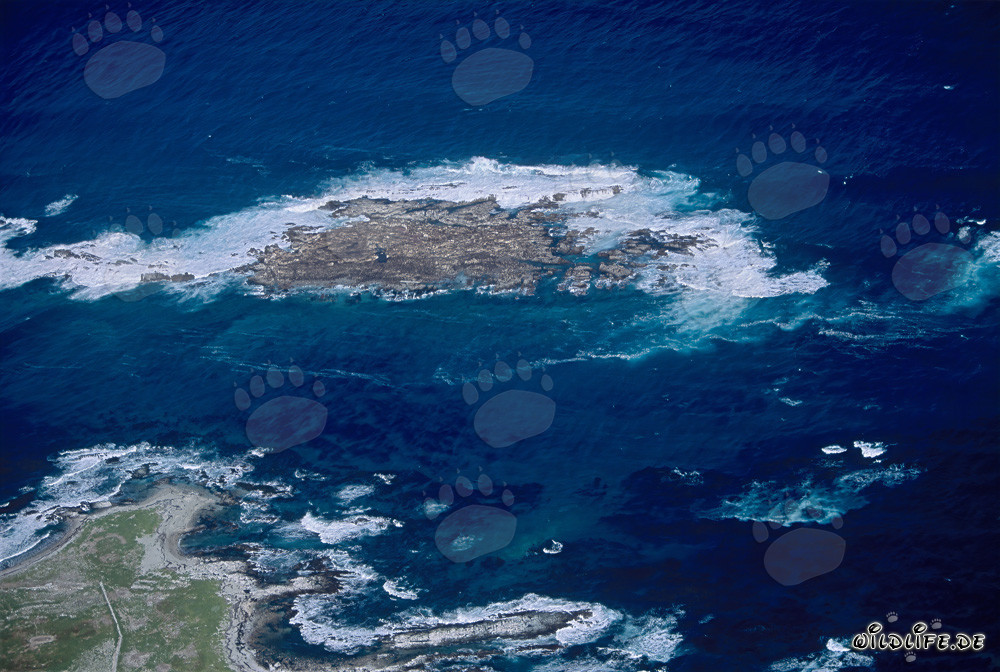 Luftbild von Dyer Island, Shark Alley und Geyser Rock in Südafrika