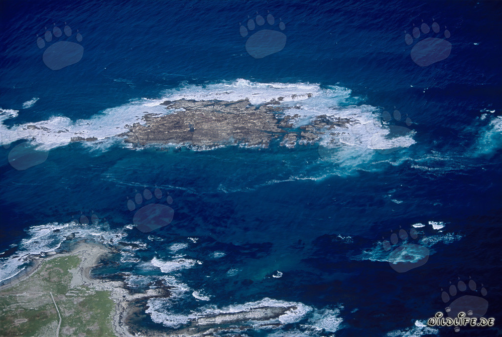 Veduta aerea di Dyer Island, Shark Alley e Geyser Rock in Sudafrica