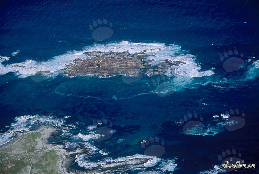 Vue aérienne de Dyer Island, Shark Alley et Geyser Rock en Afrique du Sud