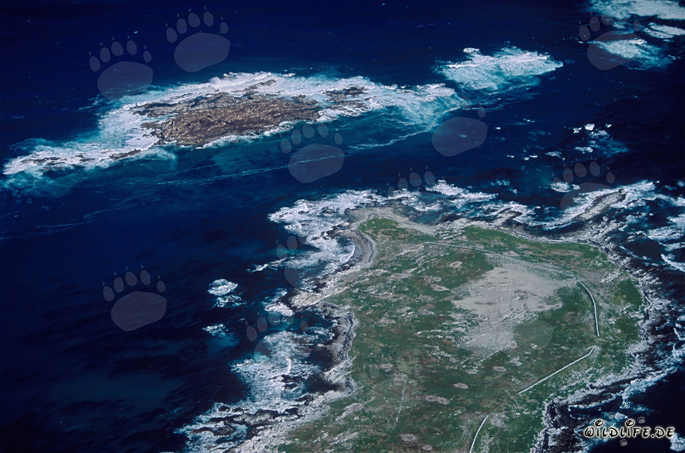Luftaufnahme von Dyer Island, Shark Alley und Geyser Rock in Südafrika