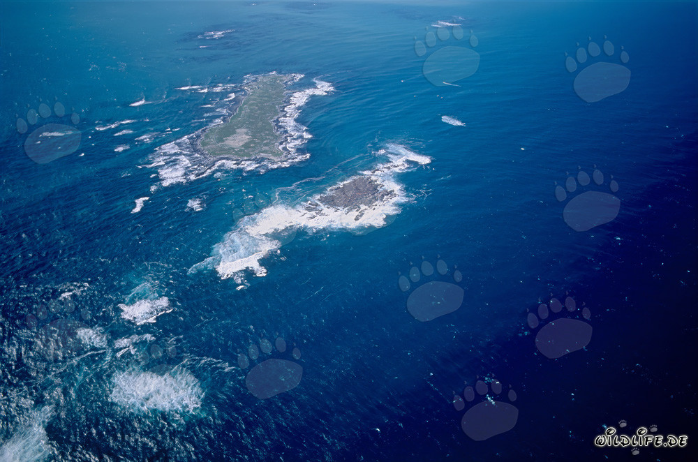 Aerial View of Dyer Island, Shark Alley, and Geyser Rock