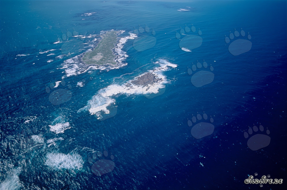 Luftaufnahme von Dyer Island, Shark Alley und Geyser Rock