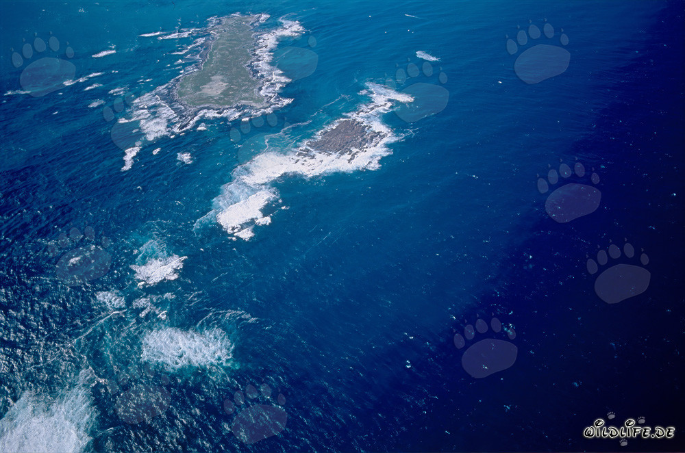 Aerial View of Dyer Island, Shark Alley, and Geyser Rock in South Africa