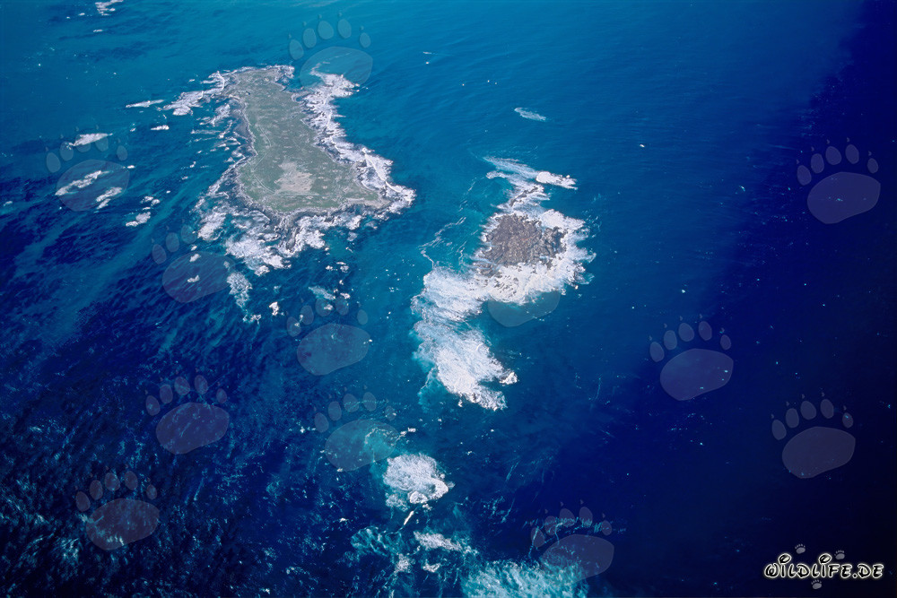 Luftaufnahme von Dyer Island, Shark Alley und Geyser Rock in Südafrika