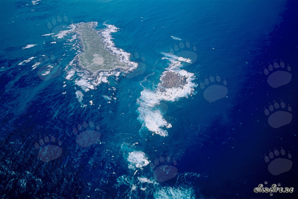 Veduta aerea dell'Isola Dyer, Shark Alley e Geyser Rock in Sudafrica