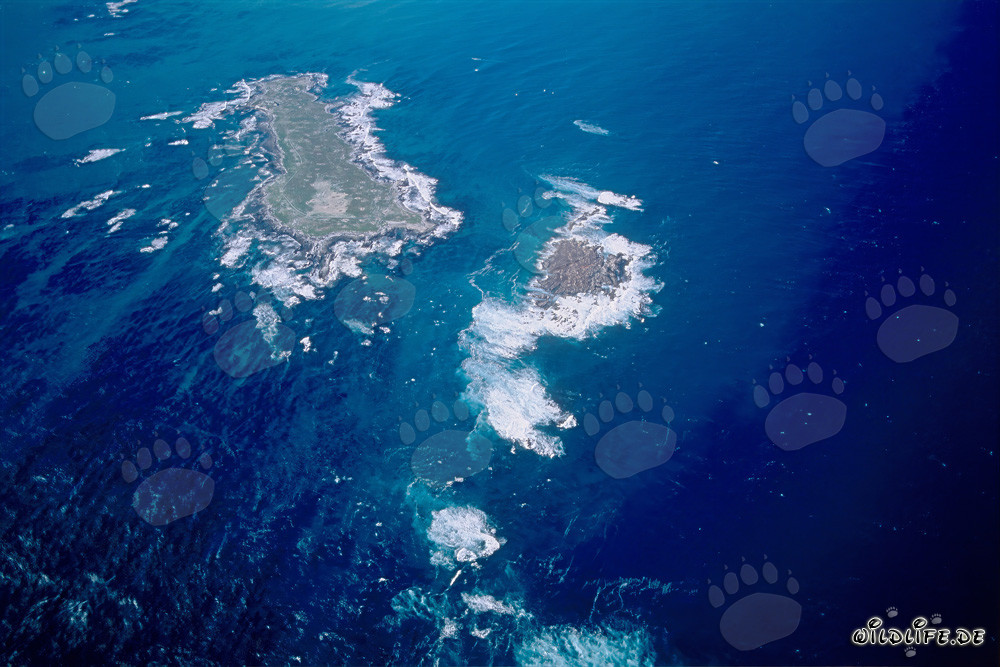 Vista aérea de la Isla Dyer, Shark Alley y Geyser Rock en Sudáfrica