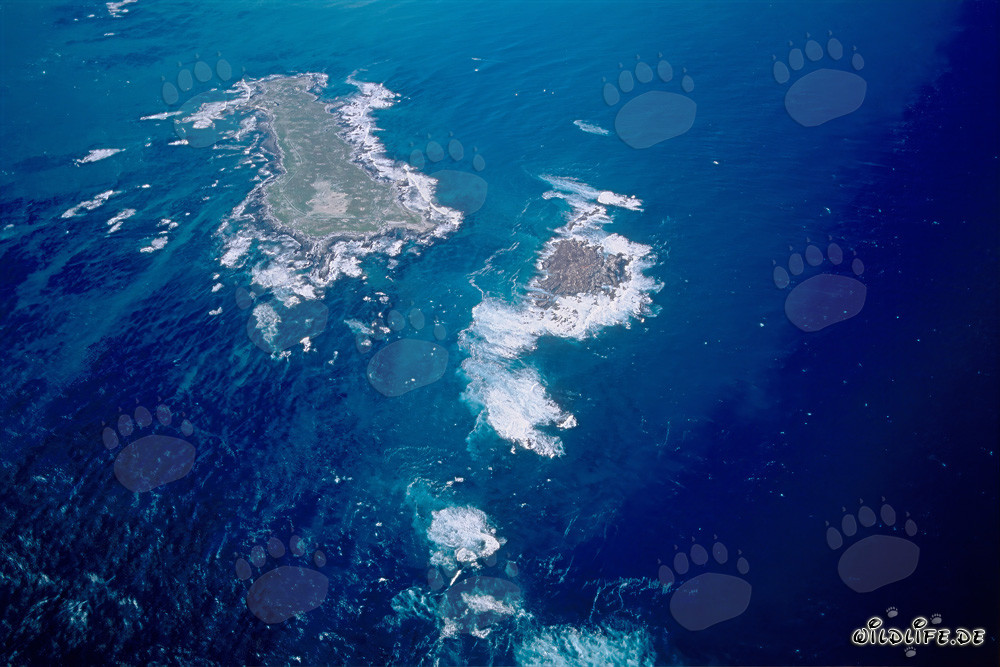 Vue aérienne de l'île Dyer, de Shark Alley et de Geyser Rock en Afrique du Sud