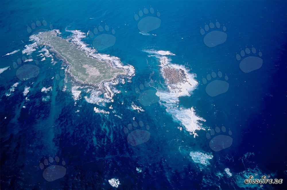 Aerial view of Dyer Island, Shark Alley, and Geyser Rock in South Africa