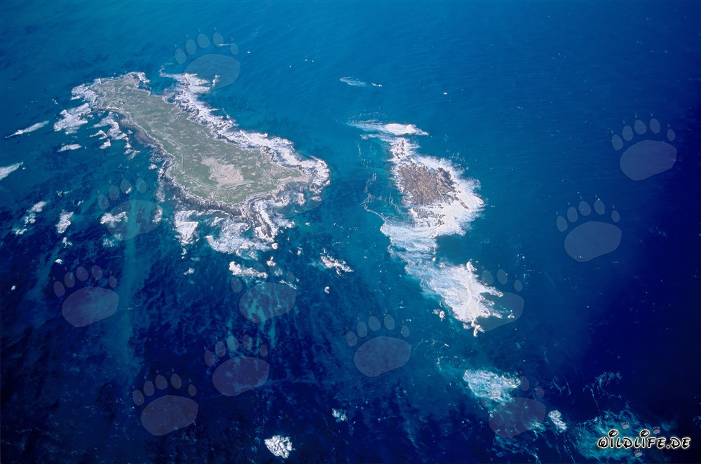 Veduta aerea dell'Isola Dyer, Shark Alley e Geyser Rock in Sudafrica