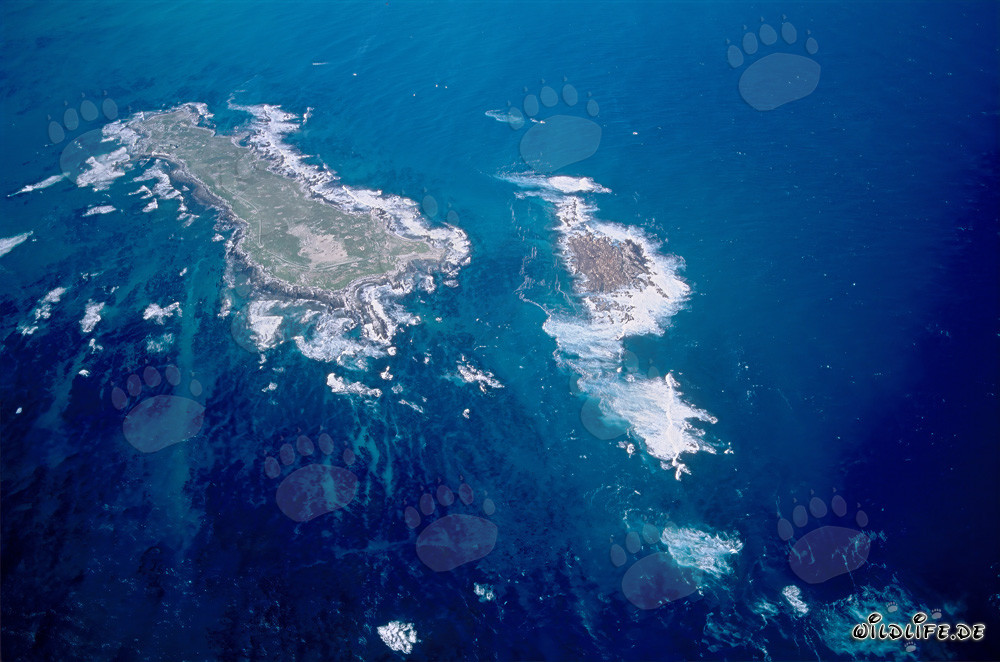 Vista aérea de la Isla Dyer, Shark Alley y Geyser Rock en Sudáfrica