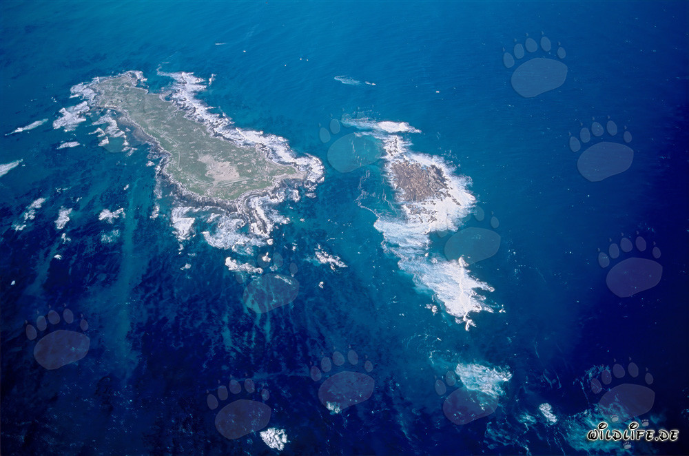 Vue aérienne de l'île Dyer, de Shark Alley et de Geyser Rock en Afrique du Sud