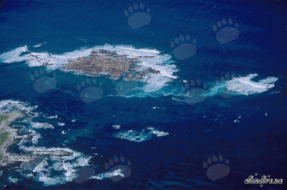 Aerial View of Dyer Island, Shark Alley and Geyser Rock in South Africa