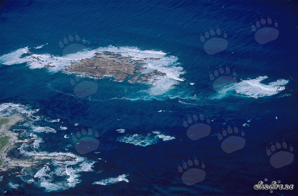 Luftbild von Dyer Island, Shark Alley und Geyser Rock in Südafrika
