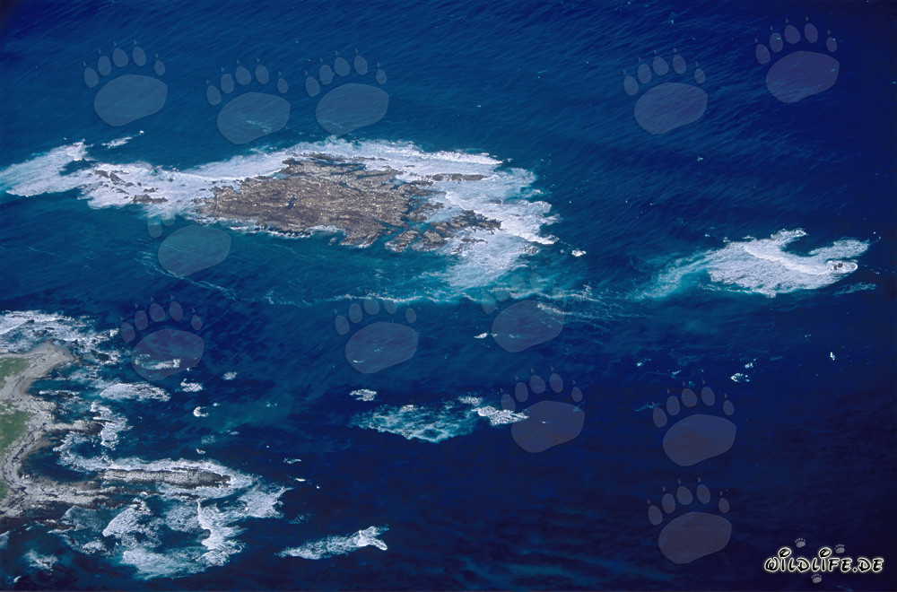 Veduta aerea dell'Isola Dyer, Shark Alley e Geyser Rock in Sudafrica
