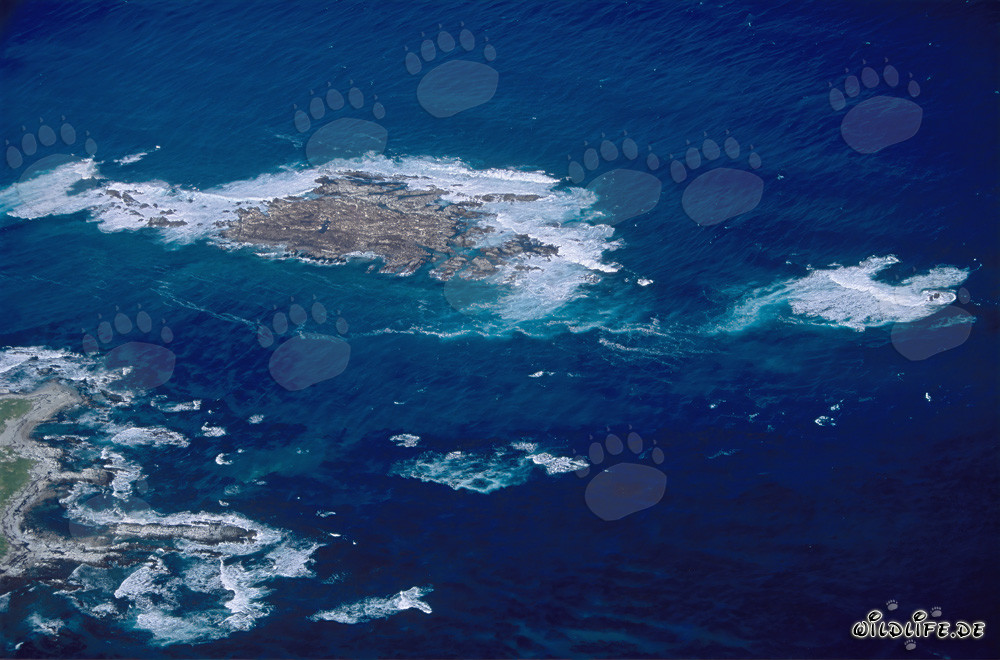 Vista aérea de la Isla Dyer, Shark Alley y Geyser Rock en Sudáfrica